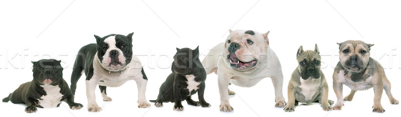 group of american bully Stock photo © cynoclub