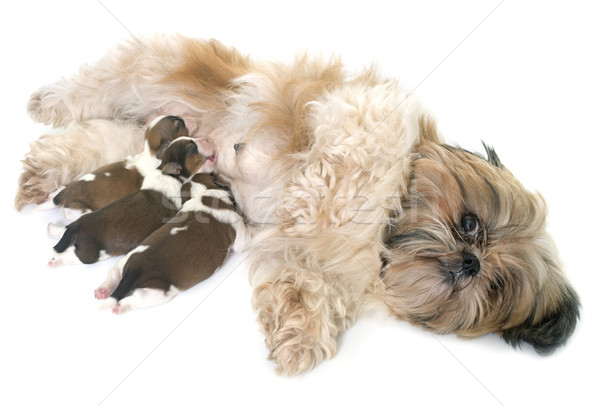 Stock photo: shih tzu dog and puppies
