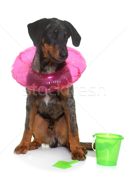 young beauceron in summer Stock photo © cynoclub
