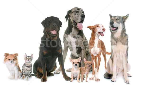 group of pet Stock photo © cynoclub