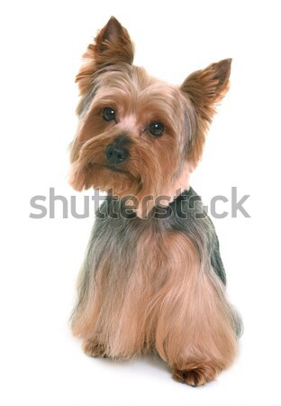 Yorkshire terrier estúdio branco Foto stock © cynoclub