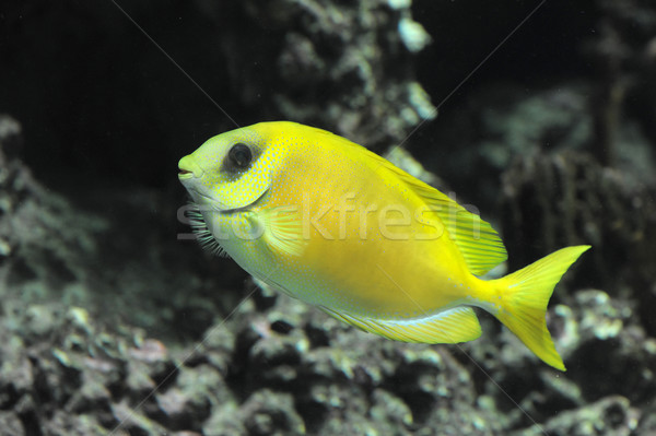 Coral rabbitfish Stock photo © cynoclub