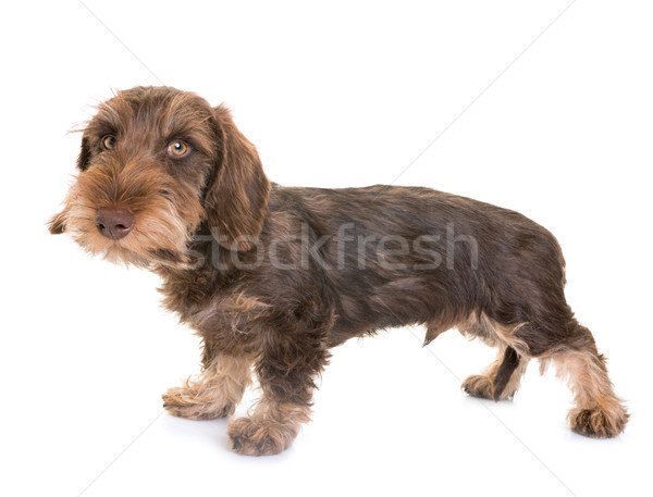 puppy Wire-haired Dachshund Stock photo © cynoclub