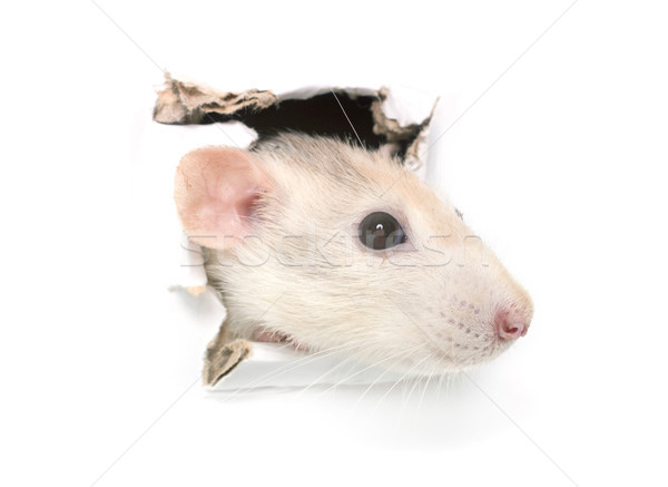 Patkány lyuk papír oldal szakadt izolált Stock fotó © cynoclub
