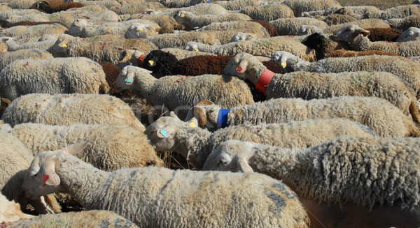 sheeps Stock photo © cynoclub