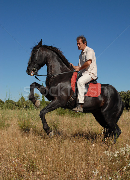 Semental hermosa negro hombre campo Foto stock © cynoclub