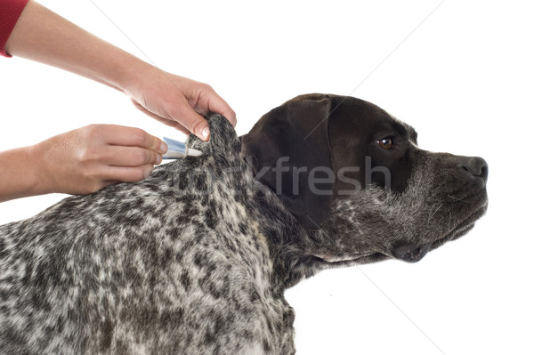 Megelőzés fajtiszta kutya szépség portré üveg Stock fotó © cynoclub
