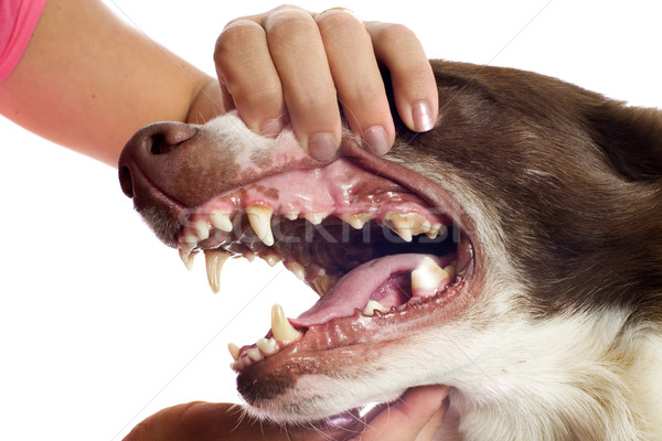 顯示 牙齒 狗 白 手 口 商業照片 © cynoclub