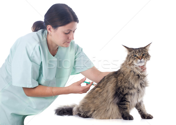 メイン州 獣医 肖像 猫 女性 ストックフォト © cynoclub