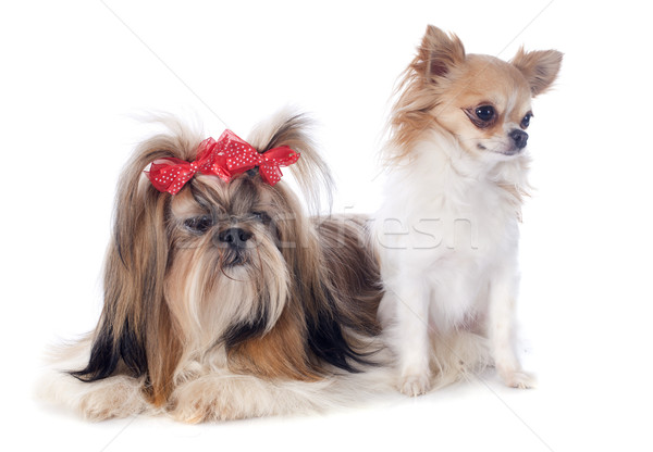 Shih Tzu and chihuahua Stock photo © cynoclub