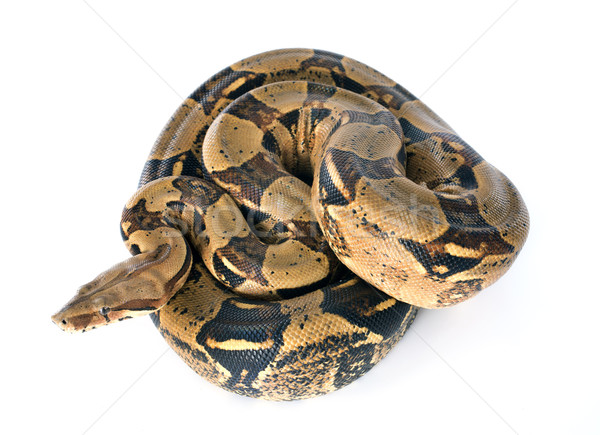 Boa constrictor Stock photo © cynoclub