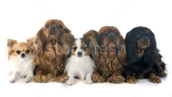Сток-фото: пять · собаки · белый · группа · молодые · щенков