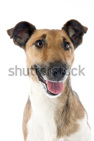 australian shepherd Stock photo © cynoclub