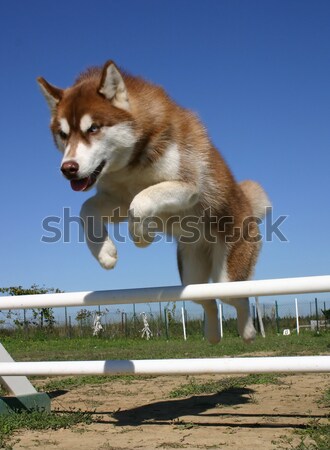 jumping chihuahua Stock photo © cynoclub