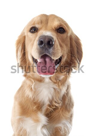 young golden retriever Stock photo © cynoclub