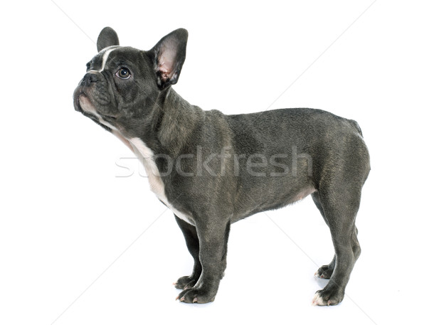 puppy french bulldog Stock photo © cynoclub