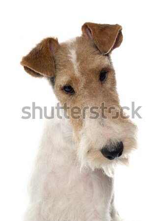 purebred fox terrier Stock photo © cynoclub