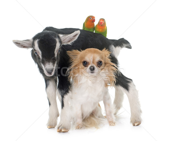 Stock photo: chihuahua, kid and Cockatiel