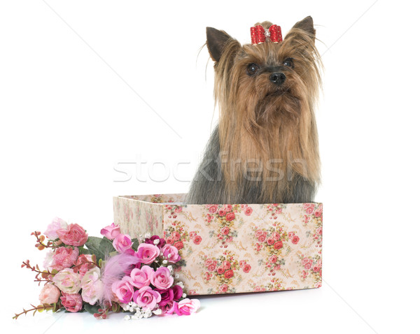 adult yorkshire terrier Stock photo © cynoclub
