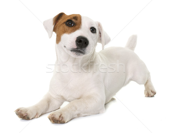 young jack russel terrier Stock photo © cynoclub