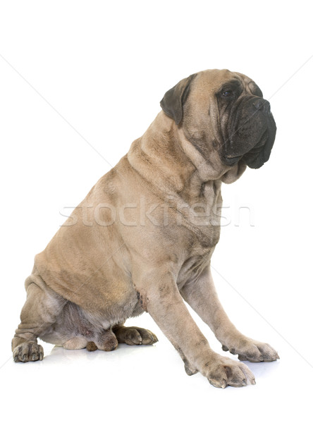 Stier bulhond studio witte hond dier Stockfoto © cynoclub