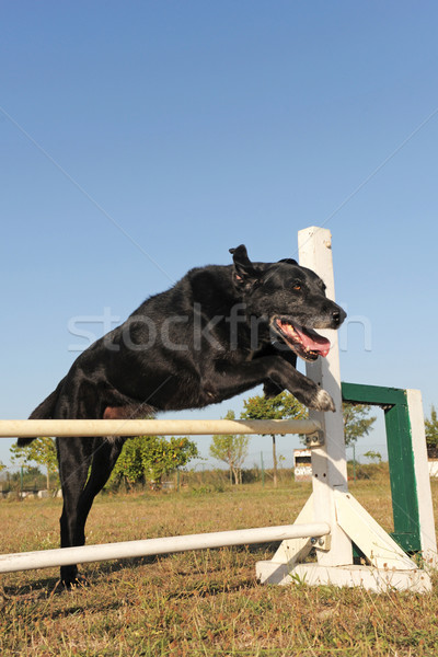 öreg retriever mozgékonyság fajtiszta labrador retriever ugrik Stock fotó © cynoclub