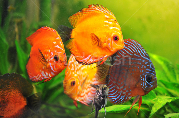 Stock photo: discus