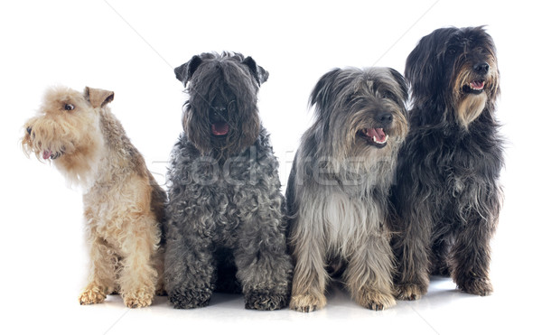 four dogs Stock photo © cynoclub