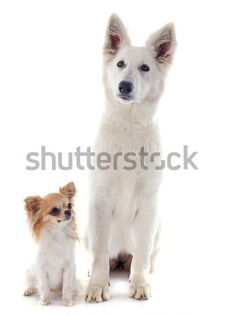 Swiss shepherd  and chihuahua Stock photo © cynoclub