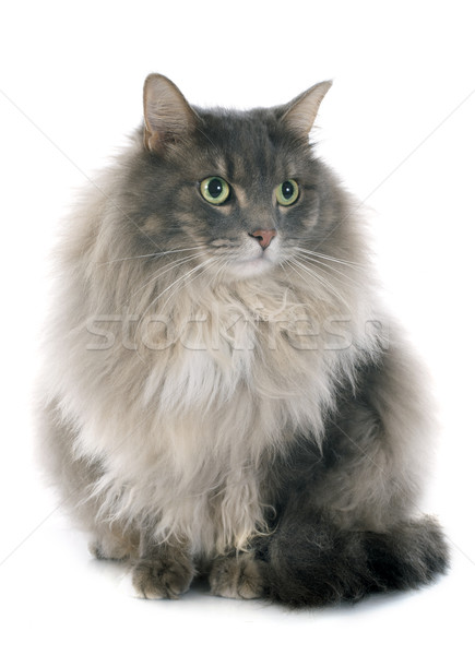 Gatto persiano bianco grasso pet isolato sfondo bianco Foto d'archivio © cynoclub