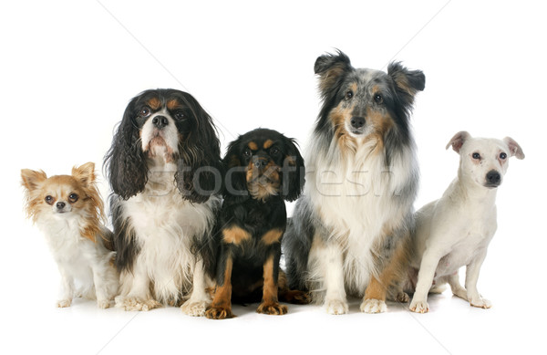 Stock photo: five dogs