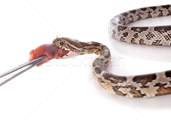 Stock photo: eating European ratsnake