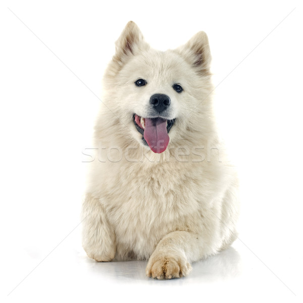 Samoyed Stock photo © cynoclub