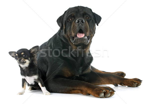 [[stock_photo]]: Chiot · rottweiler · blanche · chiens · jeunes · studio