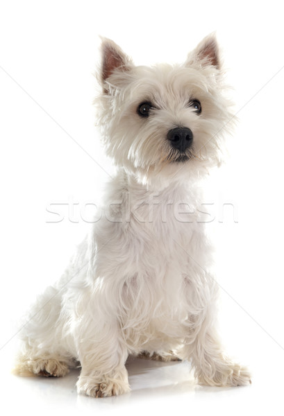 west highland terrier Stock photo © cynoclub