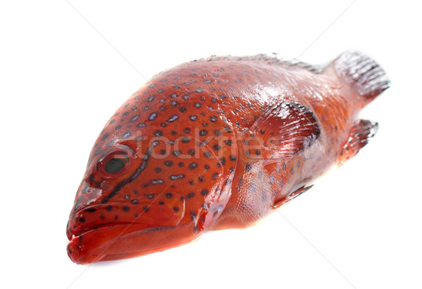 Coral Hind fish Stock photo © cynoclub