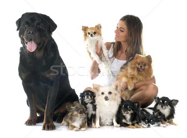 Stock fotó: Rottweiler · fajtiszta · fehér · állat · férfi · izolált