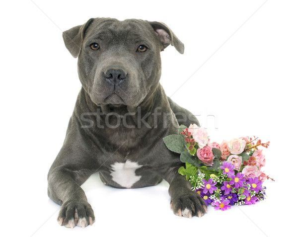 staffordshire bull terrier Stock photo © cynoclub