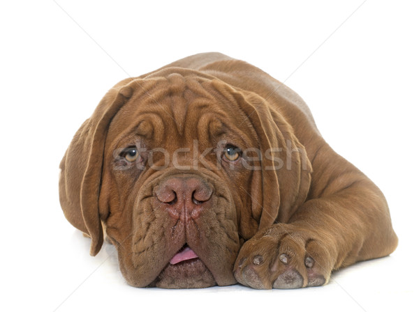 子犬 ボルドー マスチフ 白 寝 うつ病 ストックフォト © cynoclub