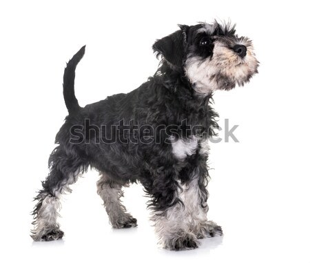 puppy afghan hound Stock photo © cynoclub
