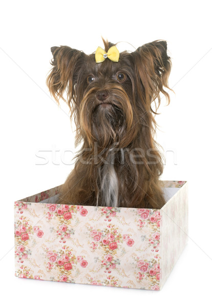 Foto stock: Chocolate · yorkshire · terrier · branco · cão · jovem