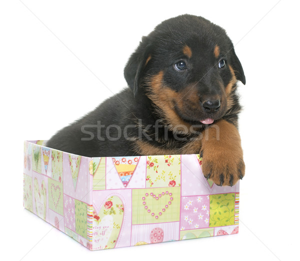 beauceron puppy in studio Stock photo © cynoclub