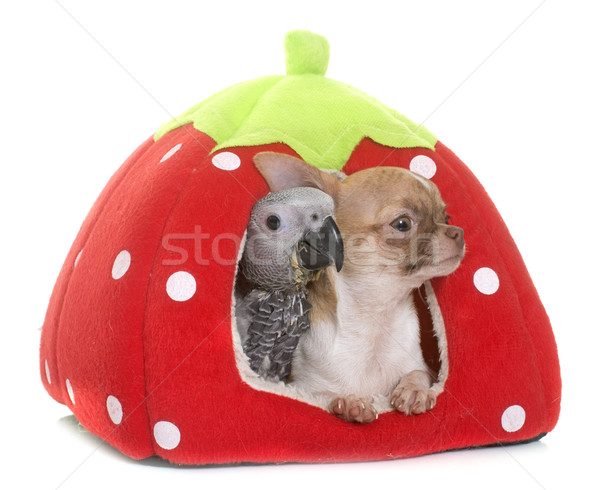baby gray parrot and chihuahua Stock photo © cynoclub