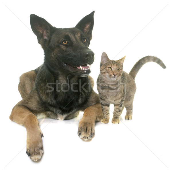 kitten and malinois Stock photo © cynoclub
