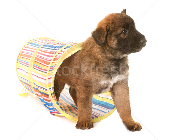 puppy belgian shepherd dog laekenois Stock photo © cynoclub