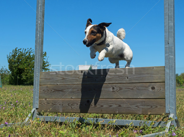 Eğitim itaat atlama köpek eğitim alan hayvan Stok fotoğraf © cynoclub