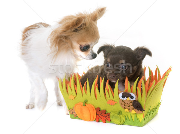 puppy and adult chihuahua  Stock photo © cynoclub