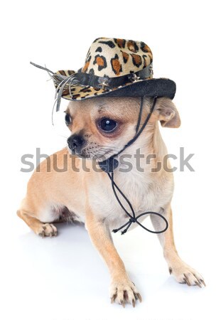 elegant chihuahua Stock photo © cynoclub