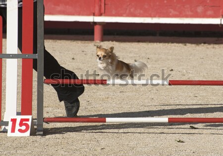 Stock fotó: Rottweiler · mozgékonyság · fajtiszta · ugrik · verseny · égbolt