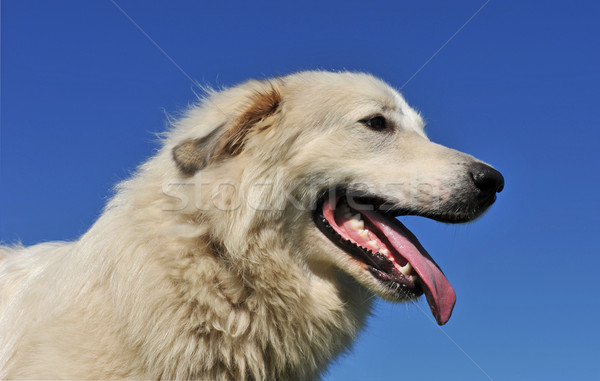 Berg Hund Porträt blauer Himmel blau weiß Stock foto © cynoclub